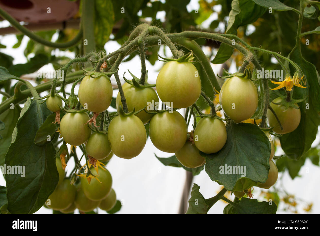 Grüne Tomaten wachsen in einem hängenden Topf in einem Gewächshaus Stockfoto