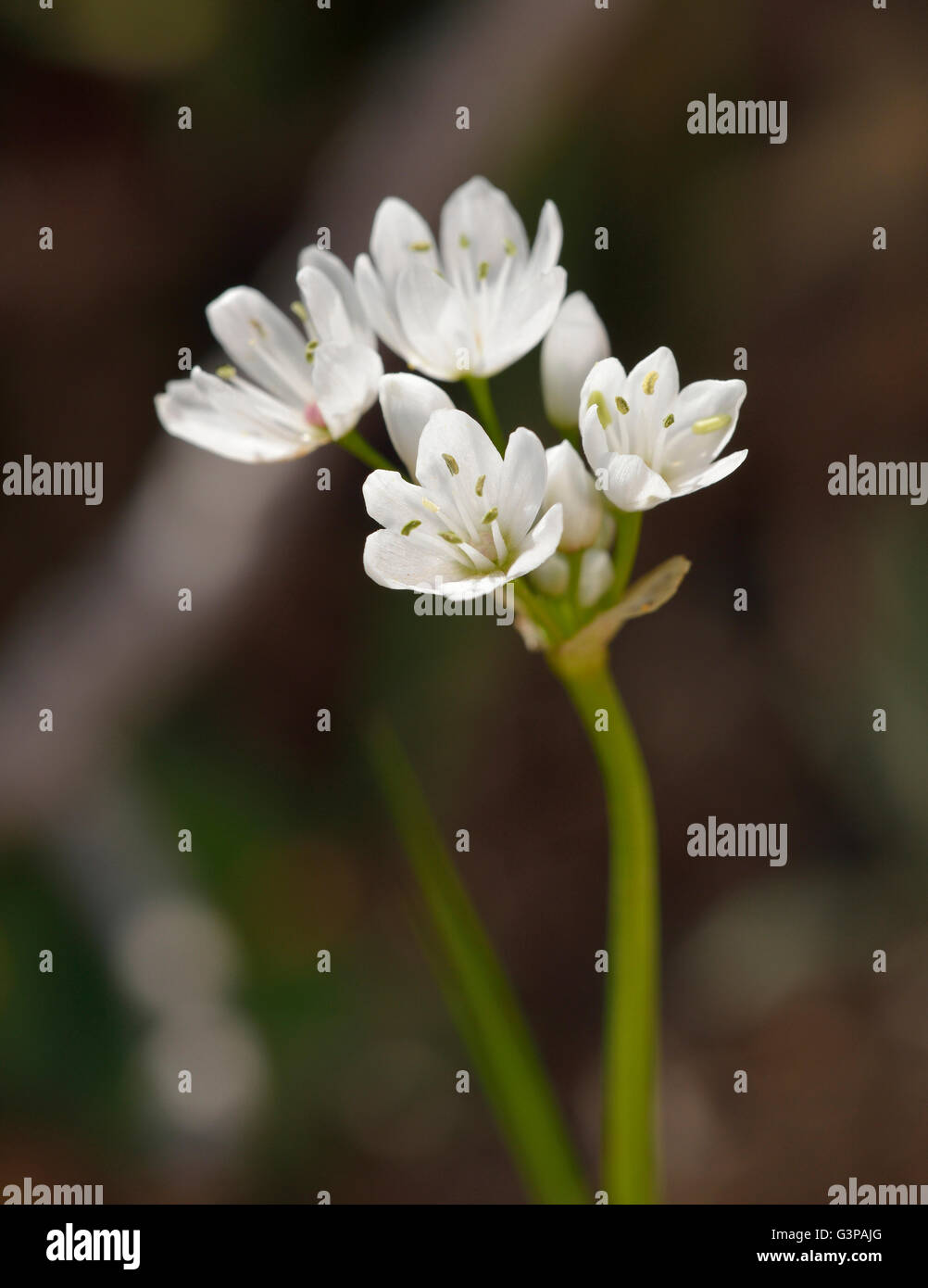 Naples-Knoblauch - Allium neapolitanum Stockfoto