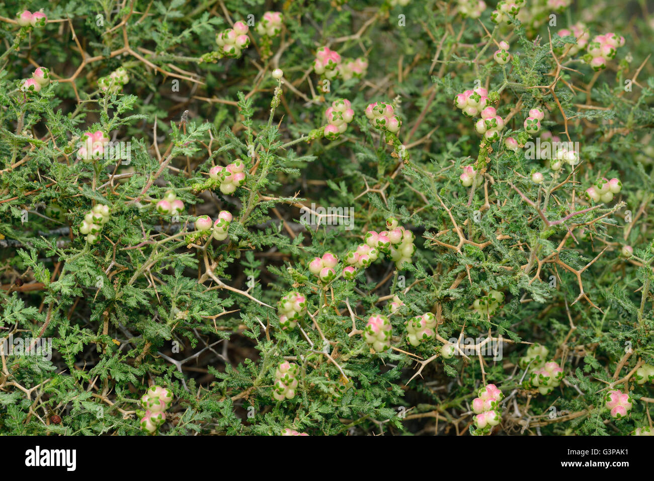 Langusten oder dornige Burnet - Sarcopoterium Spinosum Mittelmeer Strauch Stockfoto