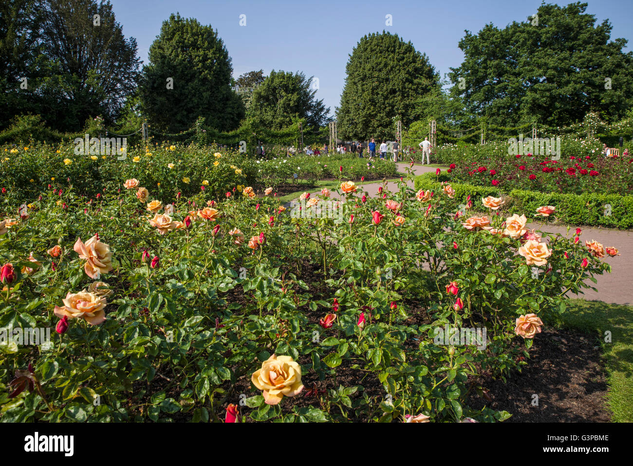 Die schönen Rosen Queen Marys Gardens im Regents Park, London. Stockfoto