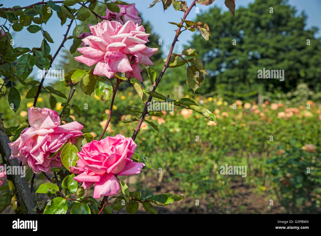 Die schönen Rosen Queen Marys Gardens im Regents Park, London. Stockfoto