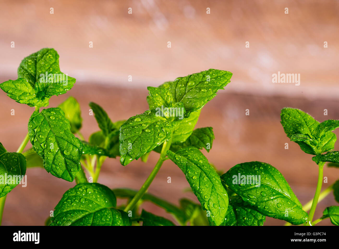 Bild von frischer Minze in Tautropfen Stockfoto