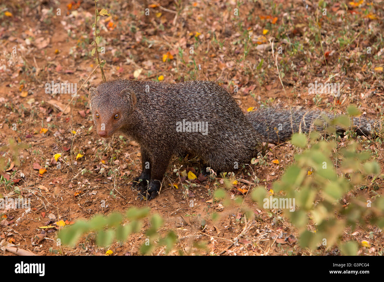 Sri Lanka, Tierwelt, Yala-Nationalpark, Ruddy Mongoose, Herpestes Smithii Stockfoto