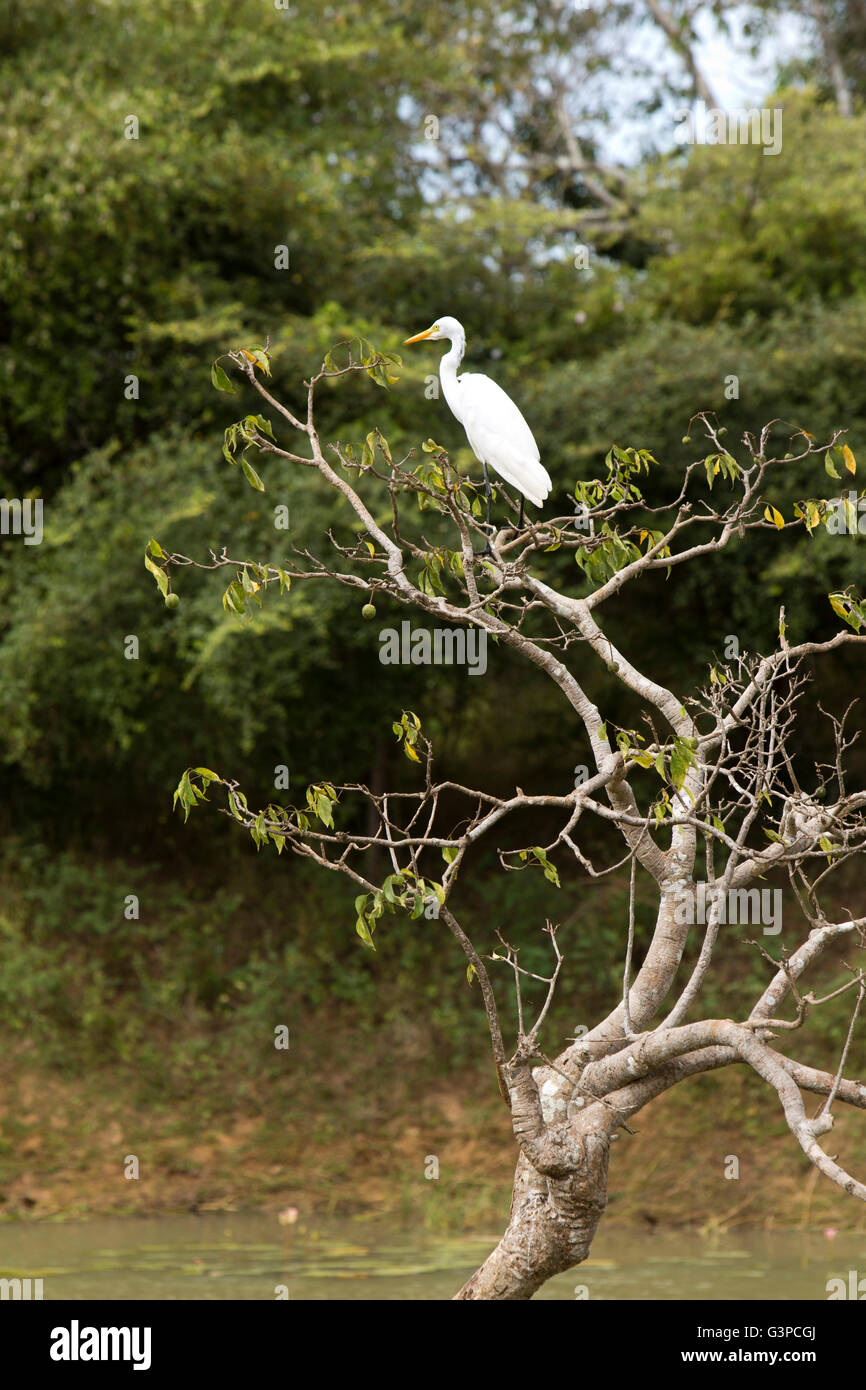 Sri Lanka, Tierwelt, Yala-Nationalpark, Silberreiher, Ardea Alba im Baum Stockfoto