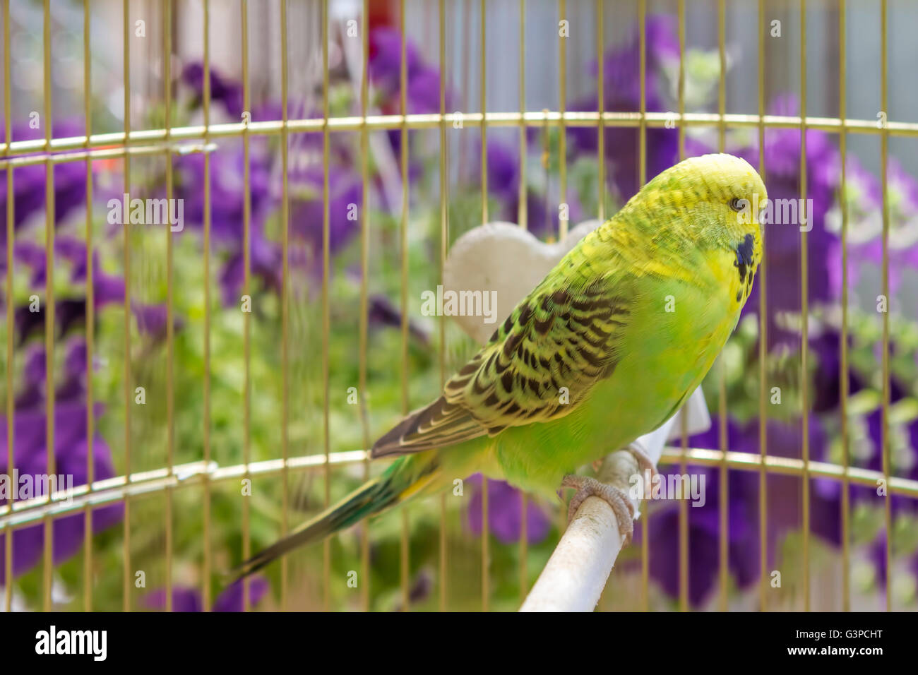 Grüne wellenförmiger Papagei sitzt in einem Käfig Stockfoto
