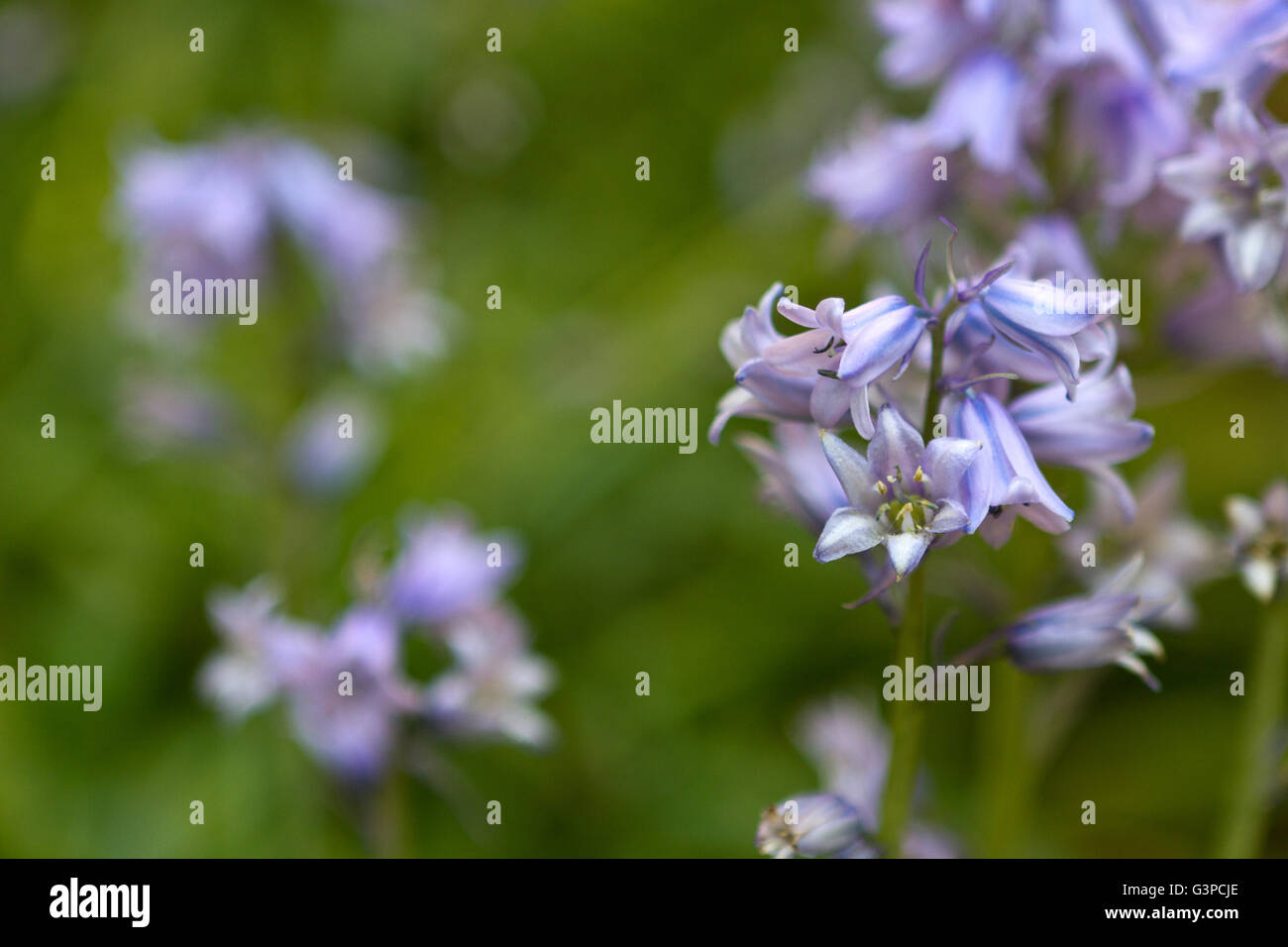 Lila Wildblumen mit grünem Hintergrund Stockfoto