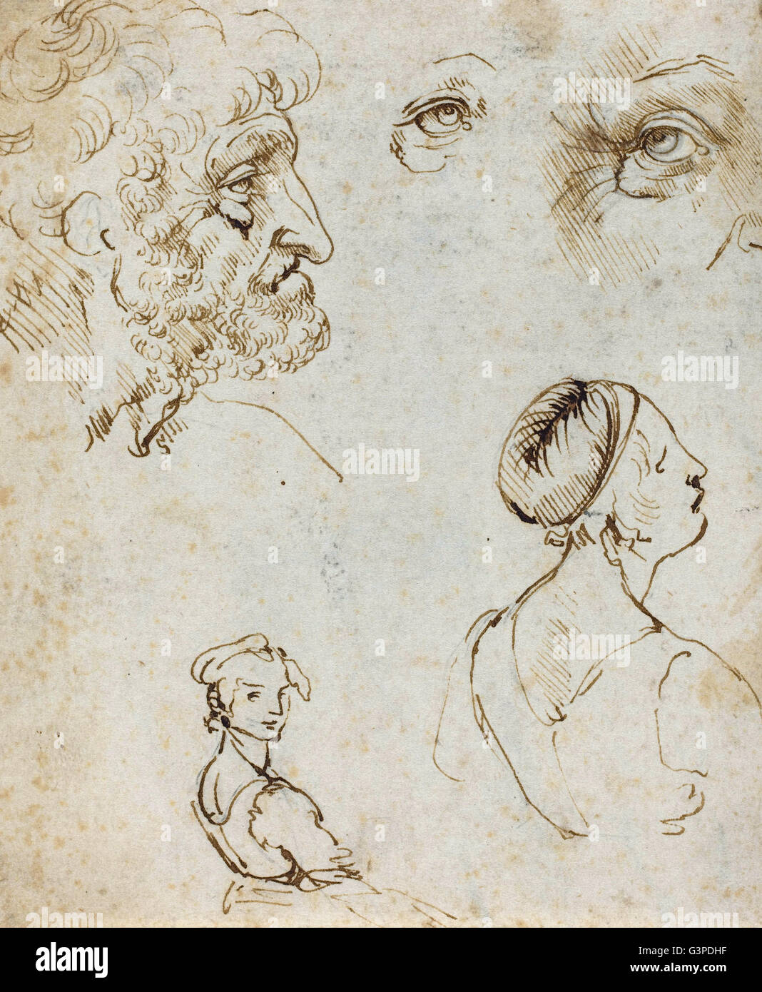 Leonardo da Vinci - Sheet of Studies (Recto) - National Gallery of Art, Washington DC Stockfoto
