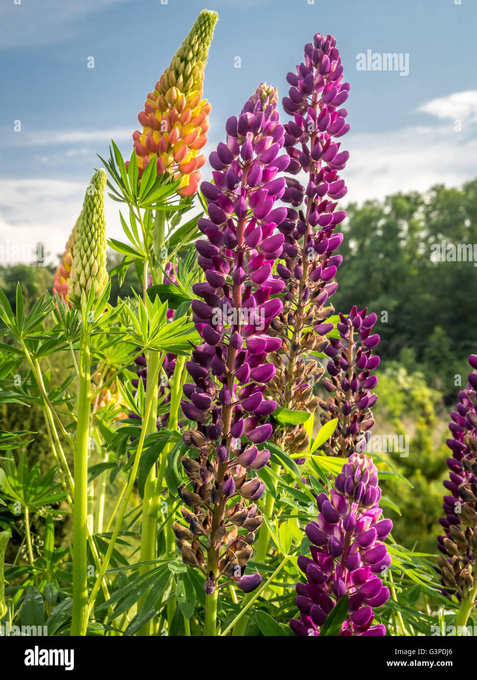 Lila und orange Lupinen Blumen im Garten wächst Stockfoto