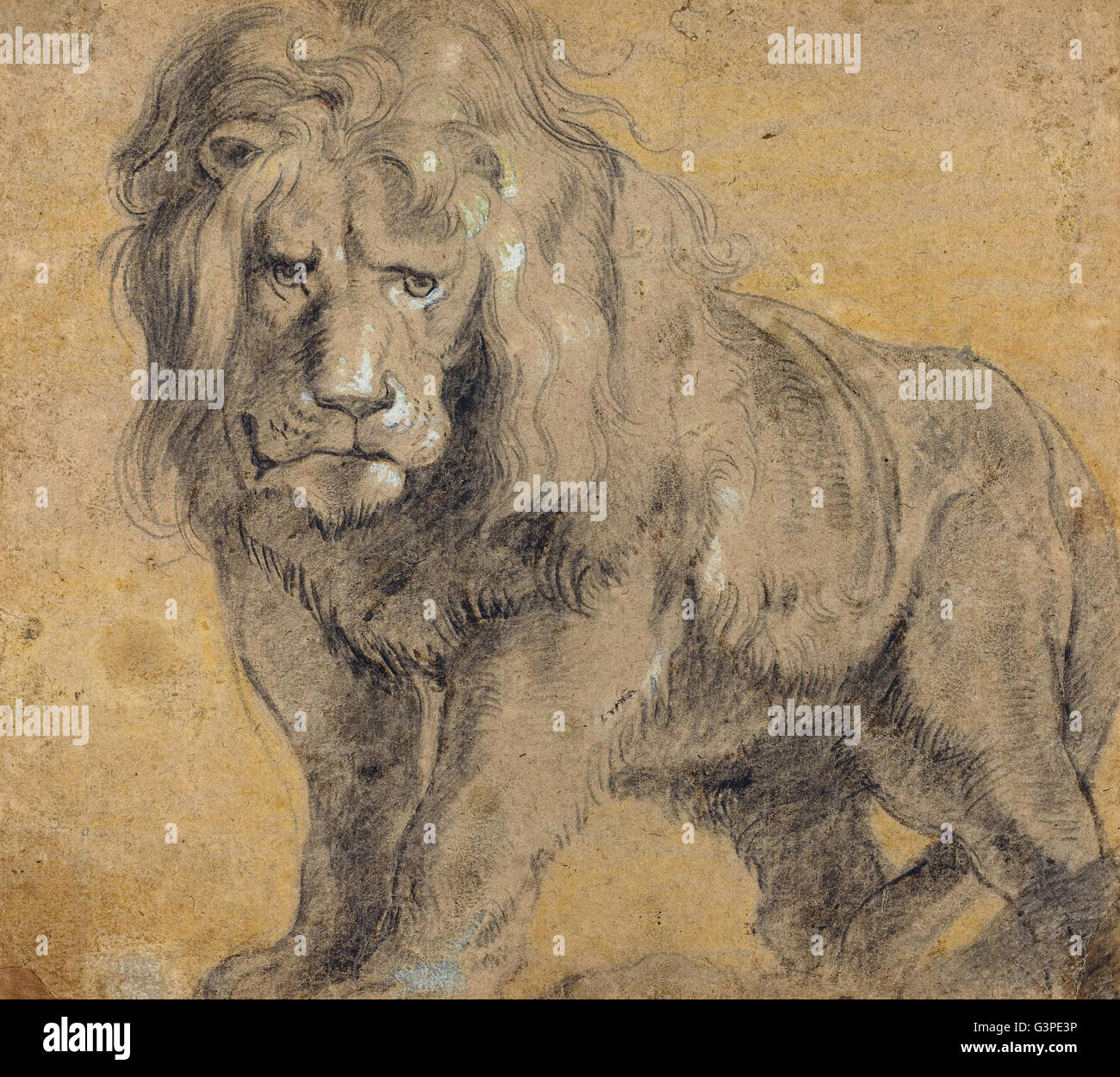 Sir Peter Paul Rubens - Lion - National Gallery of Art, Washington DC Stockfoto