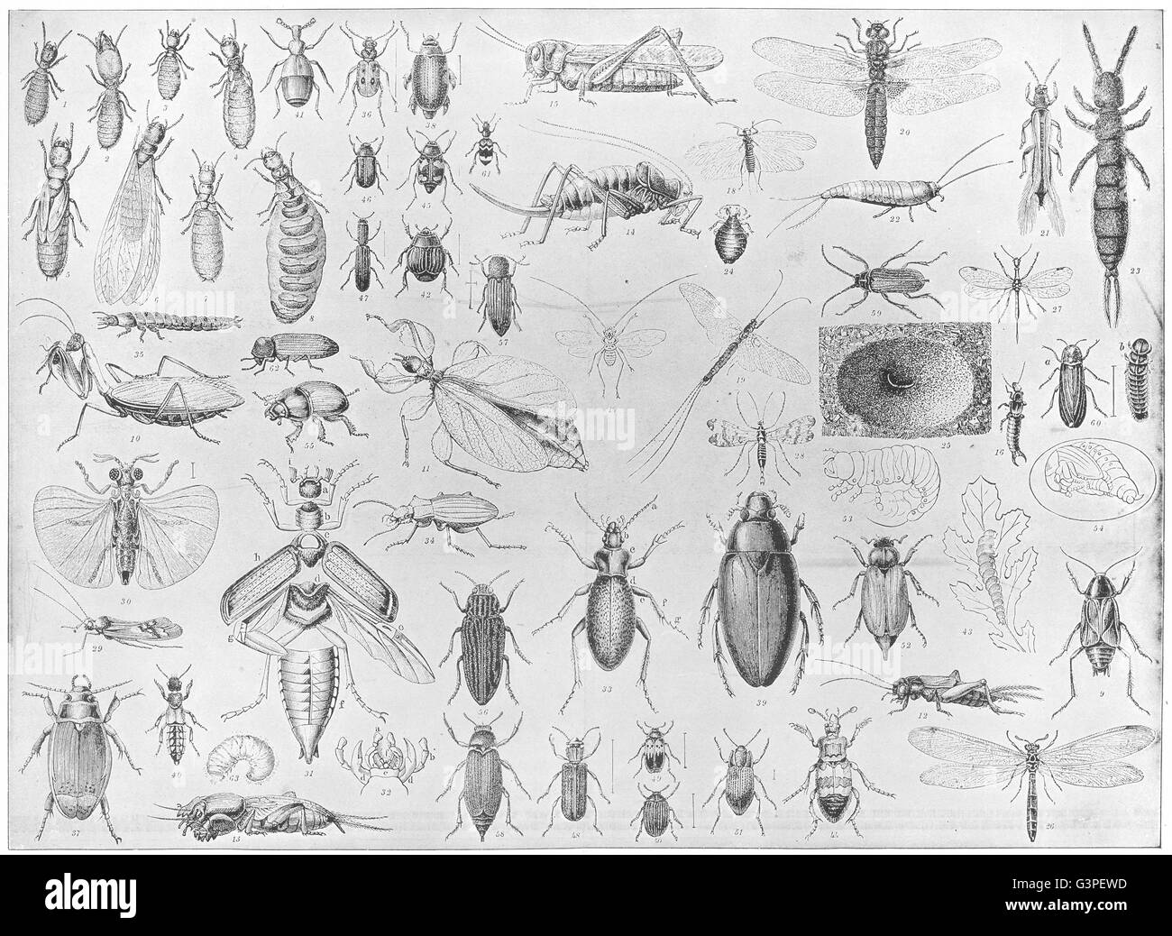 ENTOMOLOGIE: Termite Mantis Insekt Cricket Locust Ohrwurm Wurm Käfer Tick, 1907 Stockfoto