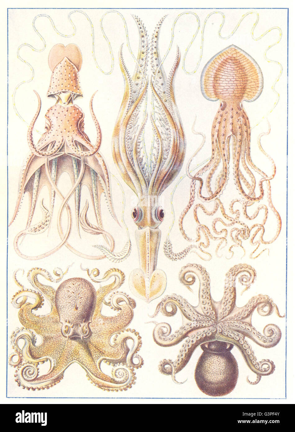 KREBSTIERE: Zehnfußkrebse und Oktopusse Krake Tintenfisch, antique print 1907 Stockfoto