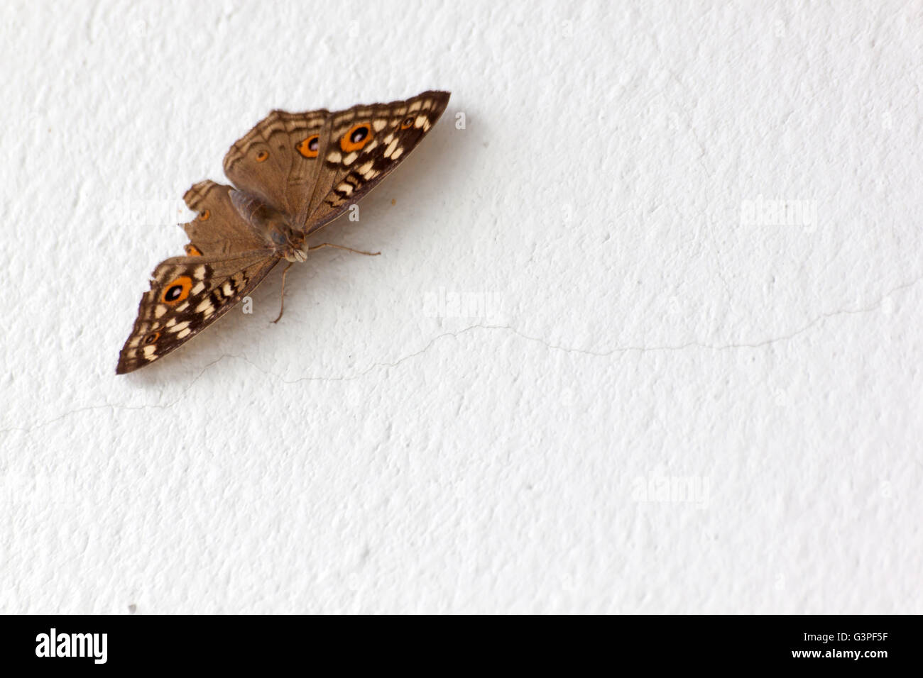 Schmetterling auf einer weißen Betonmauer im Licht der Natur Stockfoto