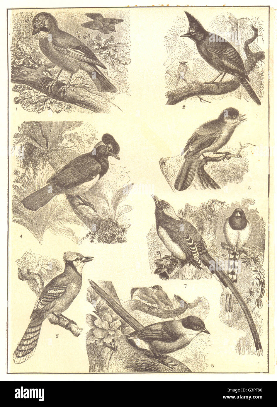 JAY: Europäische; Mexikanische Long-crested; Kanada; Blau-capped; Amerikanische Bluejay, 1907 Stockfoto