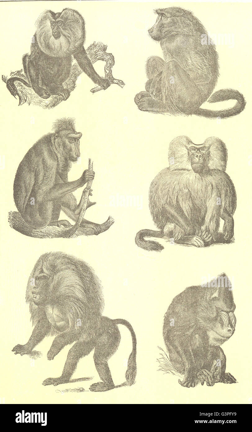 Primaten: Pavian bärtigen Ape Chacma getuftete Pavian Hamadryade Gelada Mandrill, 1907 Stockfoto