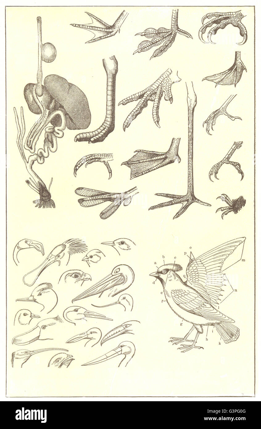 Teile eines Vogels: Magen-Darm-Organe; Füße; Kopf & bill; Federn; , Drucken von 1907 Stockfoto