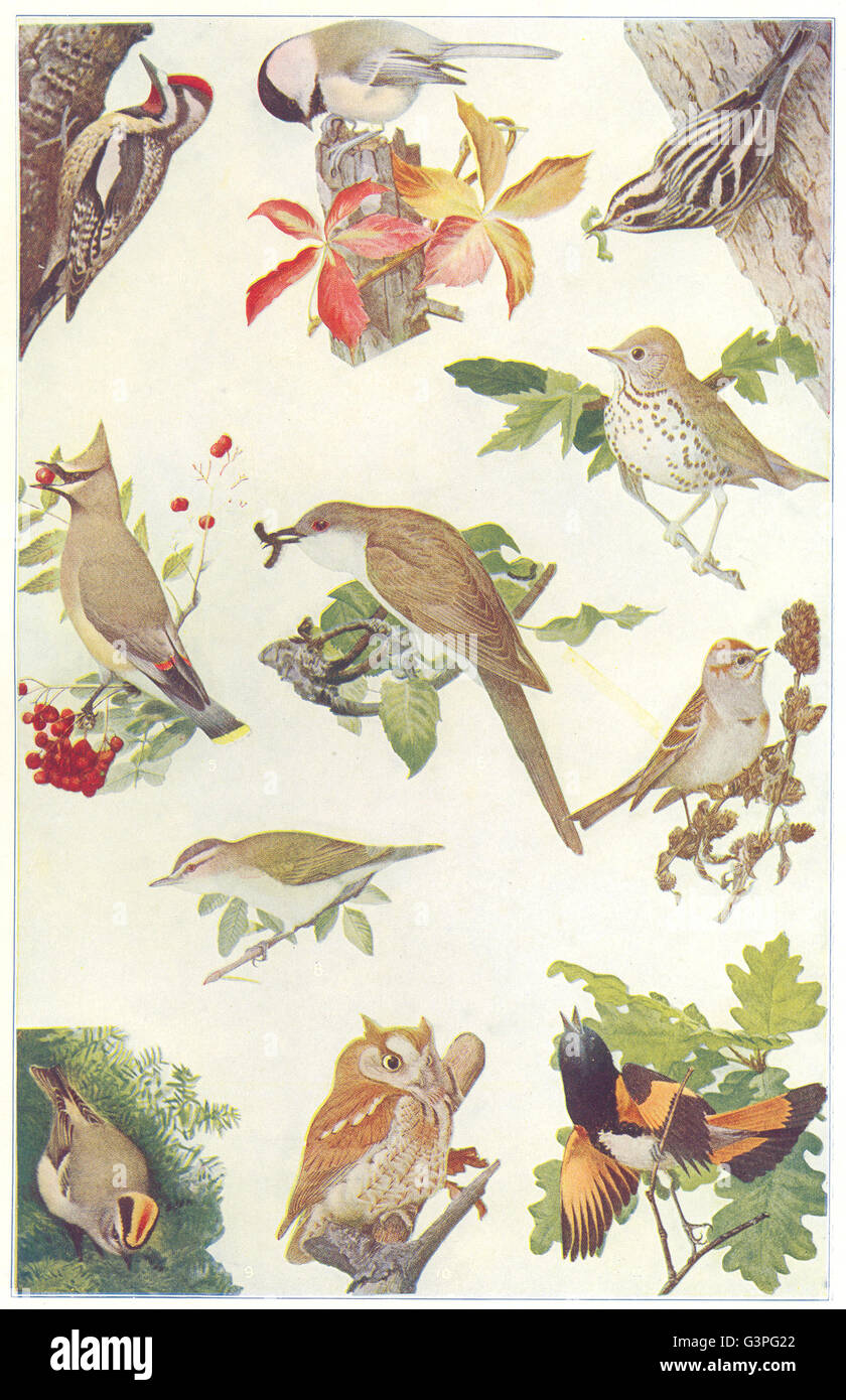 AMERICAN BIRDS: Specht Sapsucker Chickadee Warbler Seidenschwanz Sparrow, 1907 Stockfoto