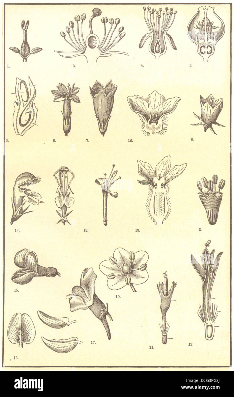 Blume-Morphologie: Ash Hippuris Sonne-Rose Kirsche Elm Enzian Corolla Melone, 1907 Stockfoto