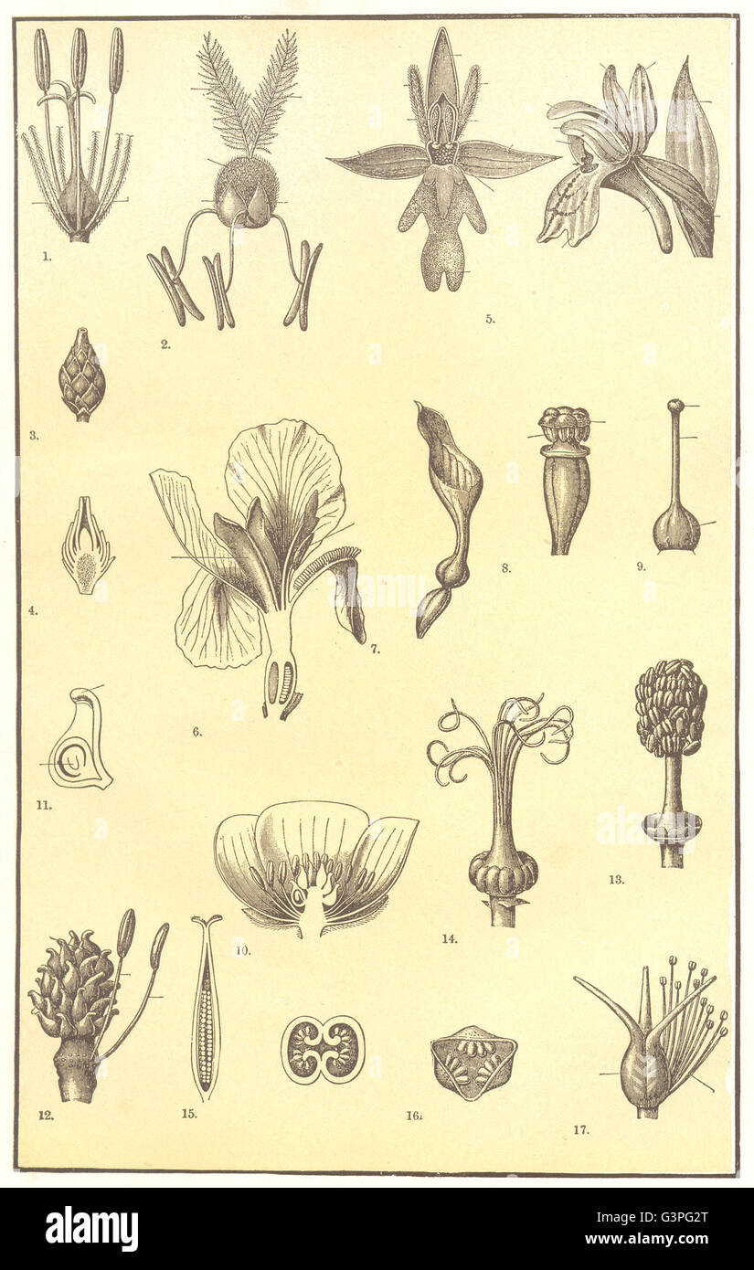 Blume Morphologie: Rohrkolben Grass Orchidee Iris Aristolochia Gentianaviolett, 1907 Stockfoto