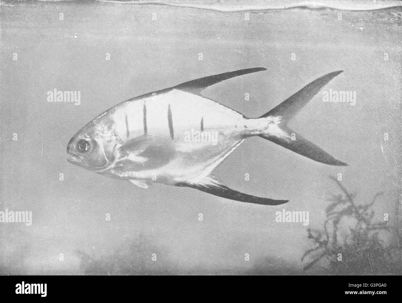 Fisch: Alte Frau; Dies ist ein in der Nähe von Vetter des berühmten Pompano, alten Drucken 1907 Stockfoto