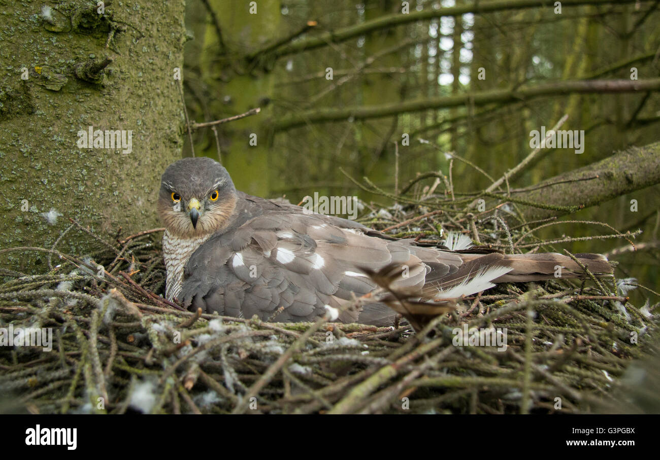 Sparrowhawk weibliche Incubating Stockfoto