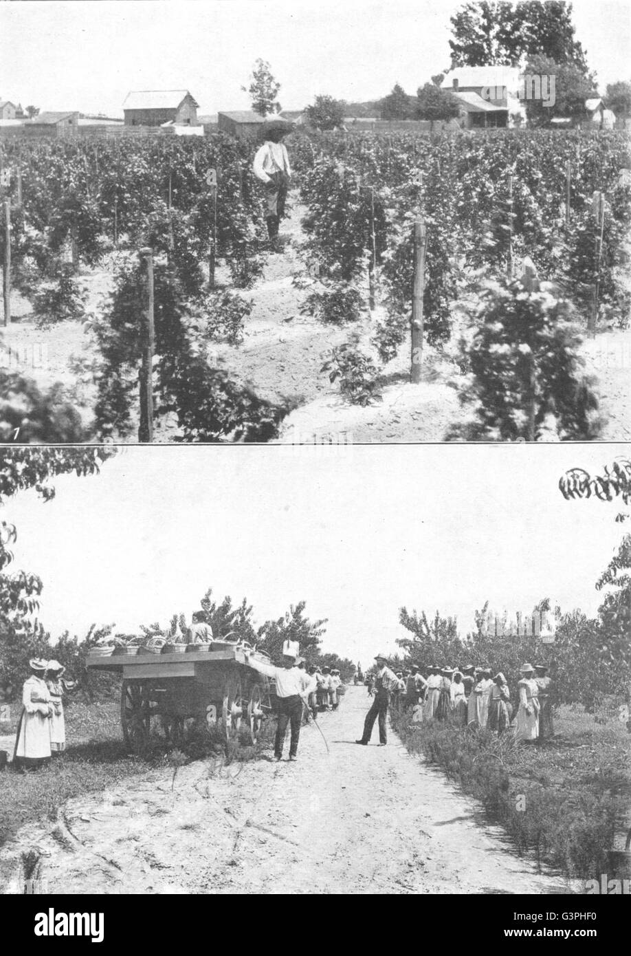 MARYLAND: Obstbau; Kratzbeere Feld; Sammeln von Pfirsichen drucken Sie Georgien, 1907 Stockfoto
