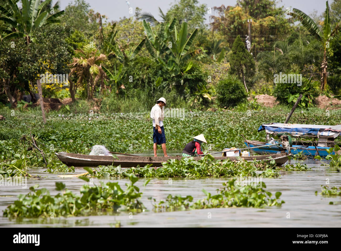 Menschen sammeln essbare Pflanzen im Mekong-Delta, Süd-Vietnam, Vietnam, Südostasien, Asien Stockfoto