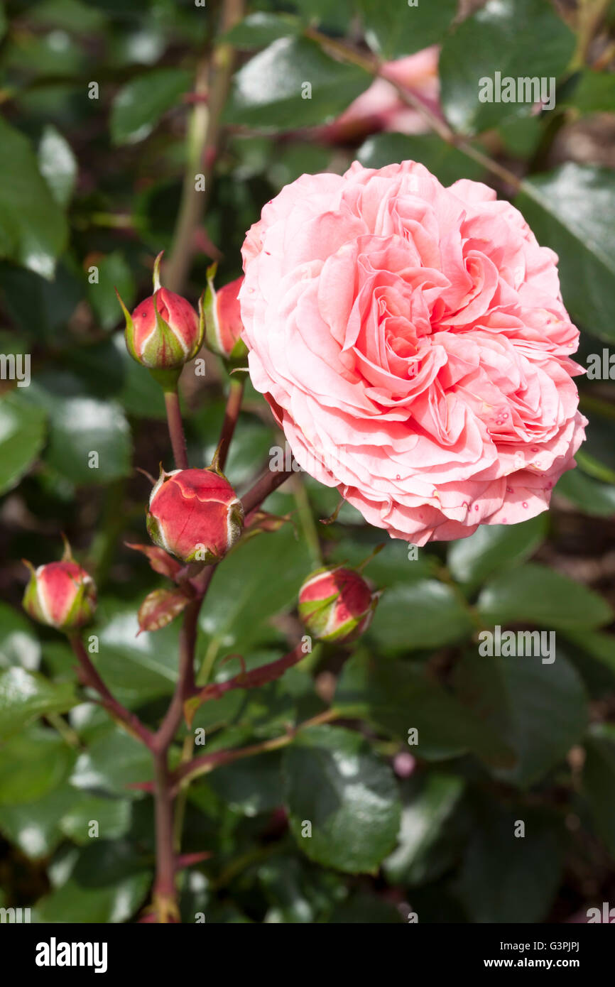 Edelrosen, rose (Rosa), 'Coral Palace', Westfalenpark, Dortmund, Nordrhein-Westfalen Stockfoto