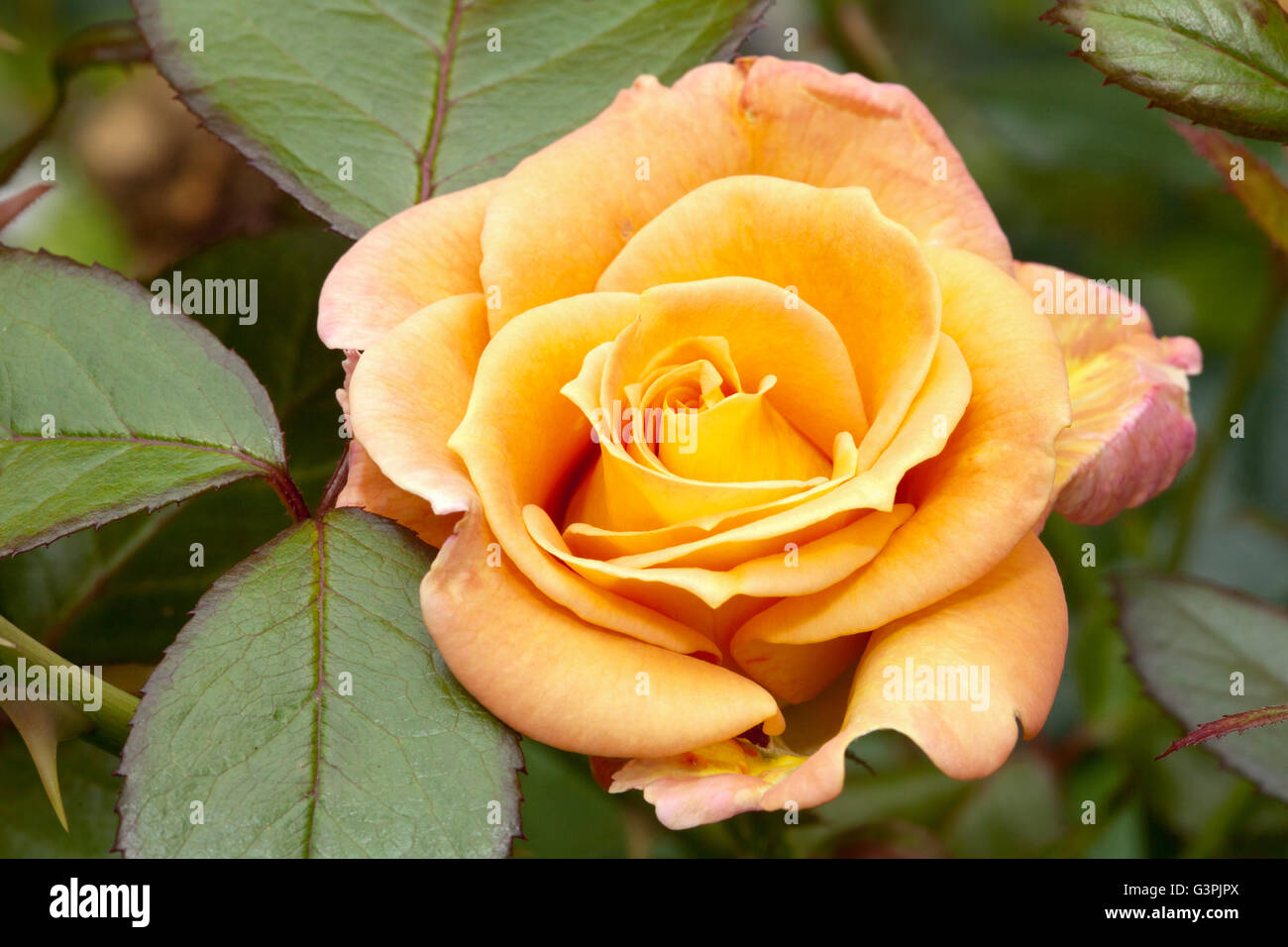 Edelrosen, rose (Rosa), "Peacekeeper", Westfalenpark, Dortmund, Nordrhein-Westfalen Stockfoto