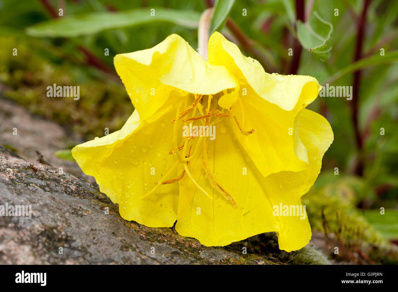 Missouri-Nachtkerze (Oenothera Missouriensis), Botanischer Garten, Bochum, Nordrhein-Westfalen Stockfoto