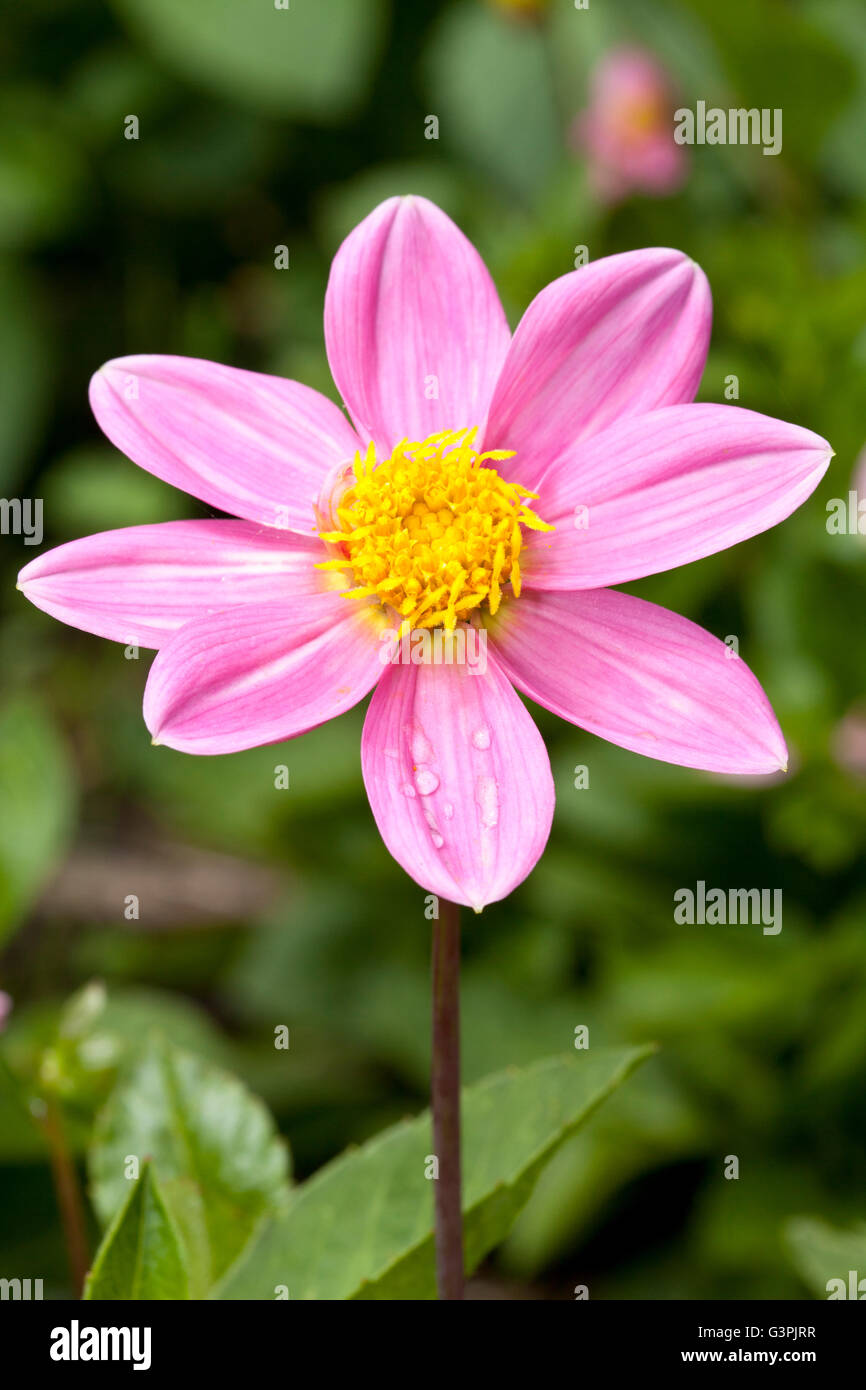 Topmix-Dahlie "Bonne Esperance" (Dahlia), Botanischer Garten, Bochum, Nordrhein-Westfalen Stockfoto