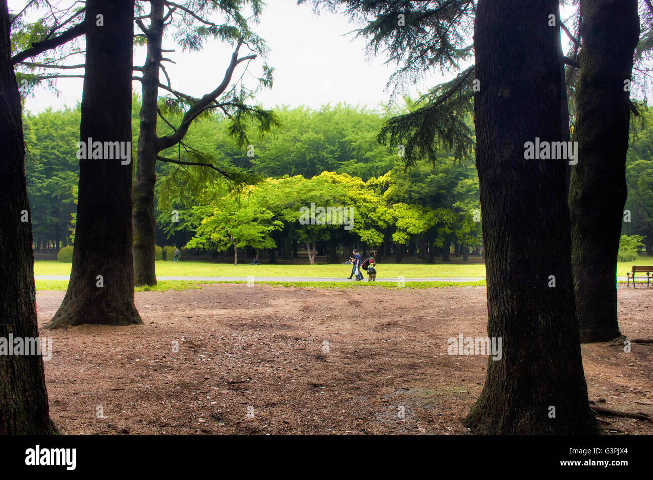 Tokio - Mai 2016: Menschen genießen Sie die Natur im Yoyogi Park am 28. Mai 2016 Stockfoto