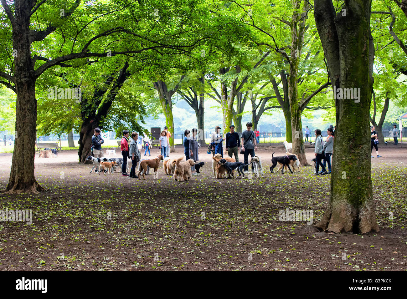 Tokio - Mai 2016: Hunde und Besitzer spielen in der Natur im Yoyogi Park am 28. Mai 2016 Stockfoto