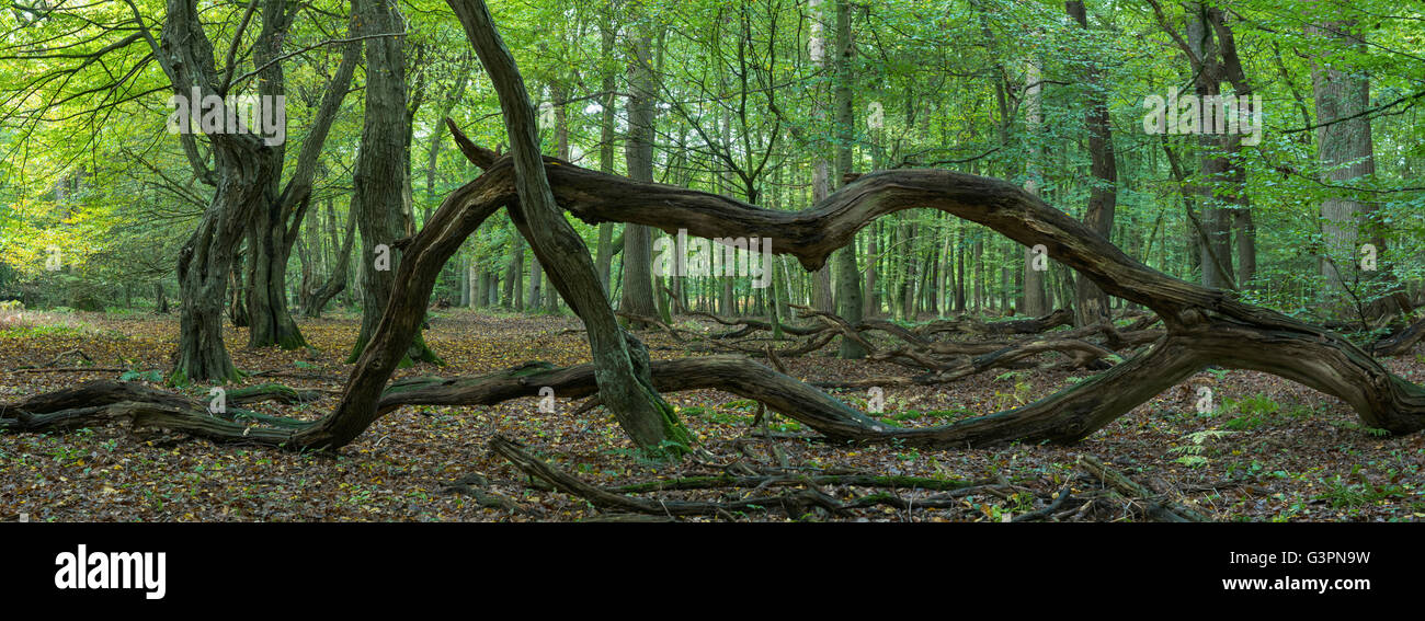 Urwald Baumweg Natur zu reservieren, Niedersachsen, Deutschland Stockfoto