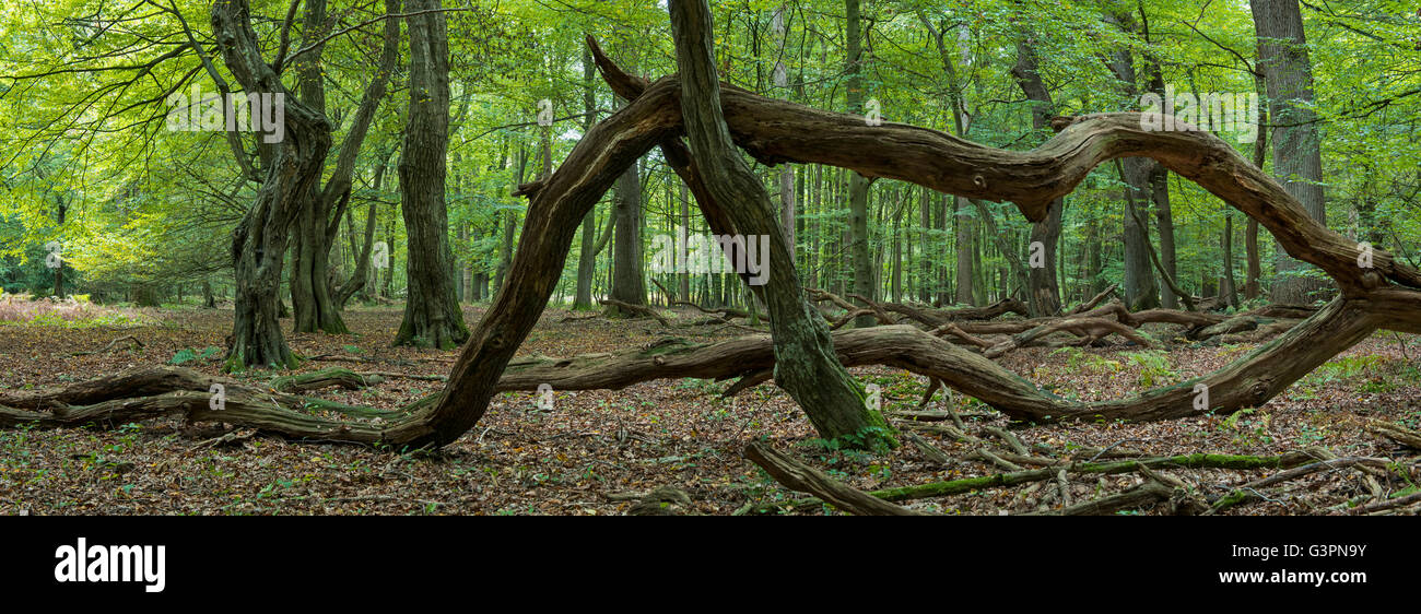 Urwald Baumweg Natur zu reservieren, Niedersachsen, Deutschland Stockfoto