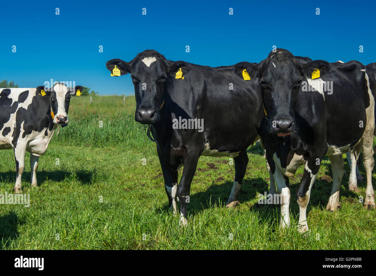 Schwarz geherzt Rinder auf grünen Weiden, Landkreis Cloppenburg, Oldenburger Münsterland, Niedersachsen, Deutschland Stockfoto