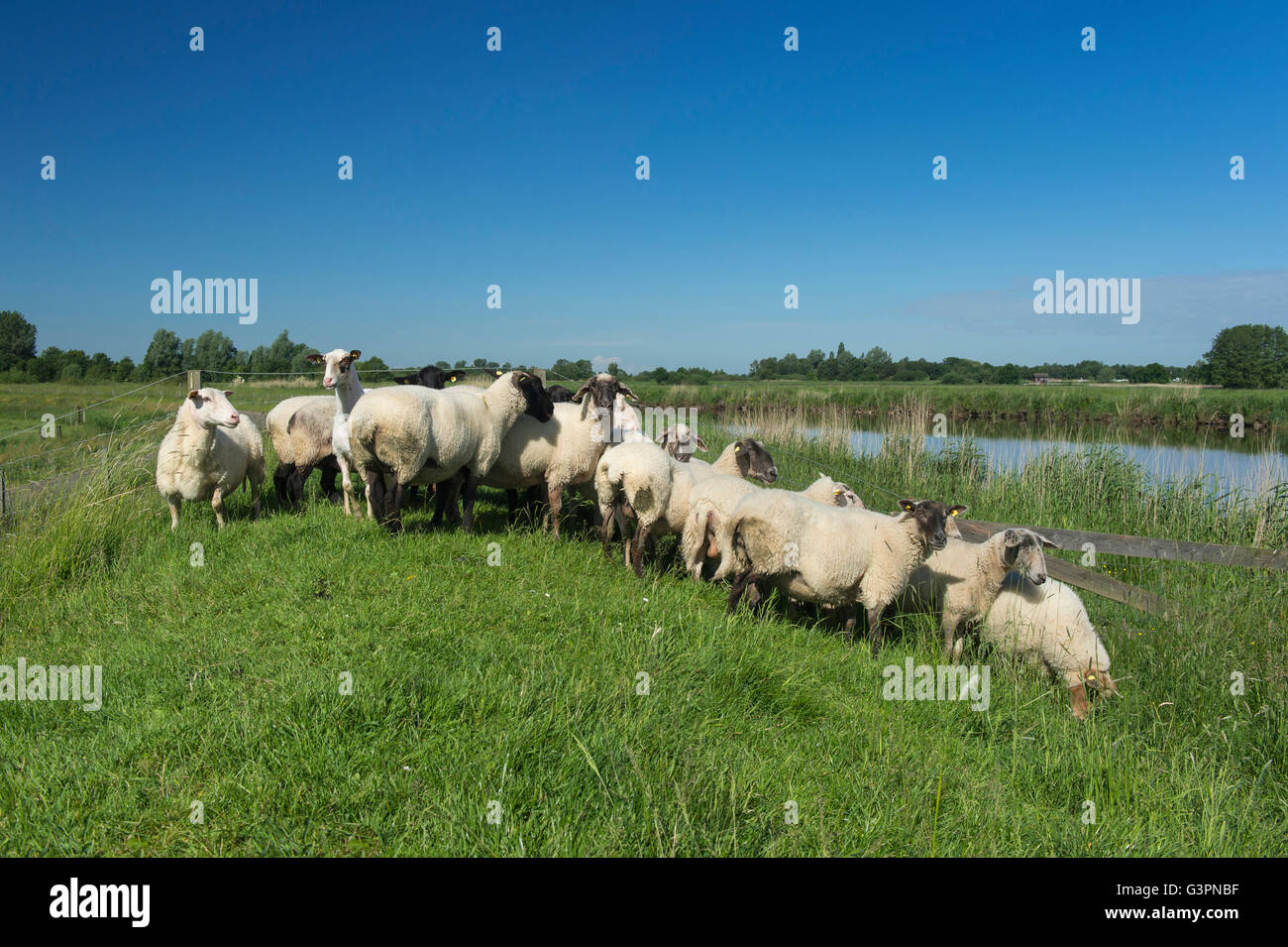 Schafherde am Deich der Fluss Jümme, Landkreis Cloppenburg, Oldenburger Münsterland, Niedersachsen, Deutschland Stockfoto