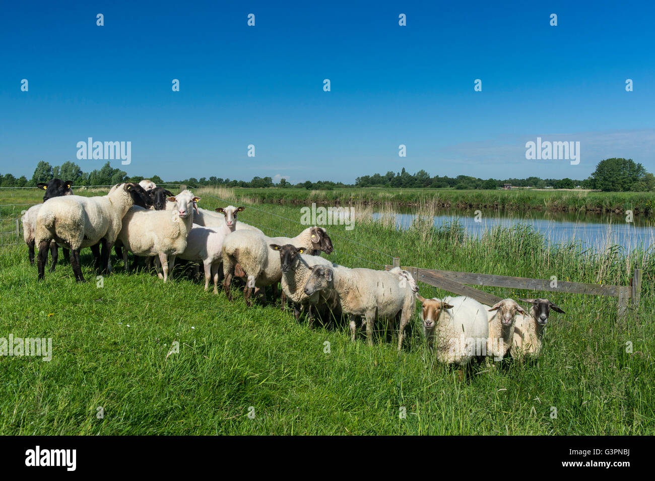 Schafherde am Deich der Fluss Jümme, Landkreis Cloppenburg, Oldenburger Münsterland, Niedersachsen, Deutschland Stockfoto