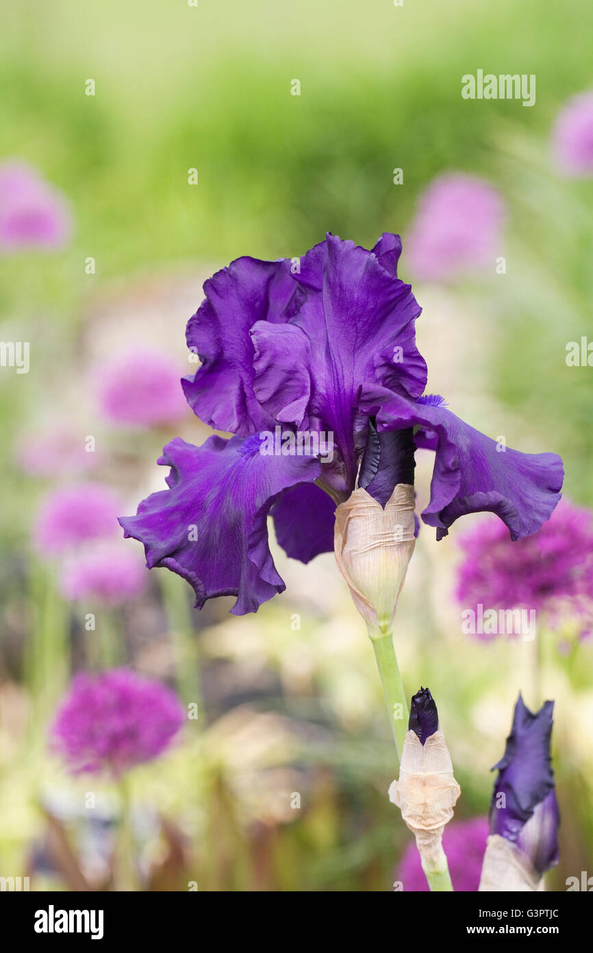 Iris 'Titans Glory' wächst in einem englischen Garten. Stockfoto