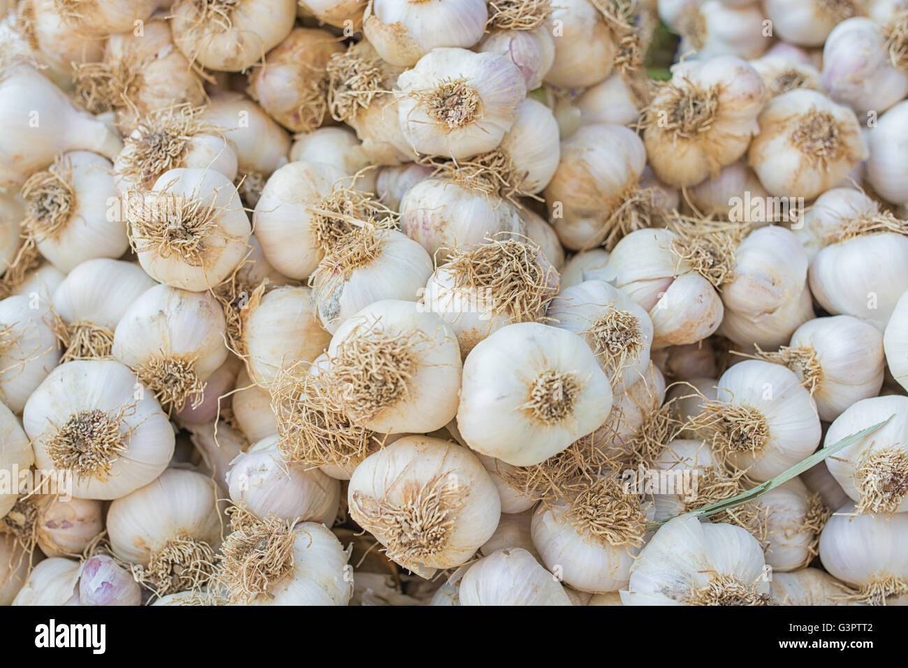 Knoblauch-Stapel für Hintergrund, Knoblauch Hügel am Markt Stockfoto