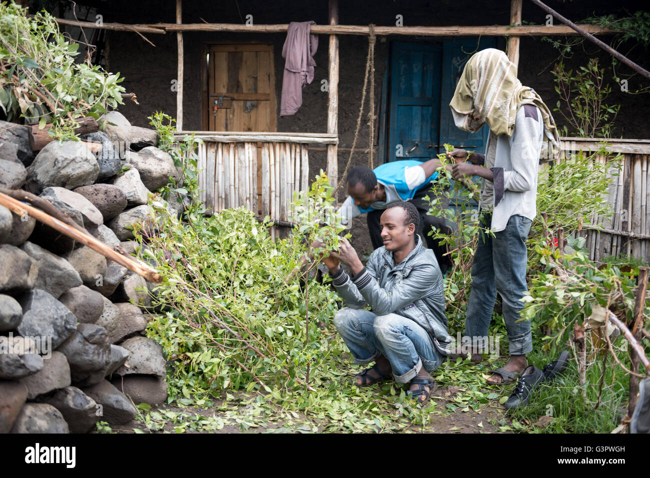 Straße in LALIBELA, Äthiopien - 23. August 2015: Unbekannter arbeiten in einer Khat-Farm. Kauen von Khat in Äthiopien legal ist und die Stockfoto