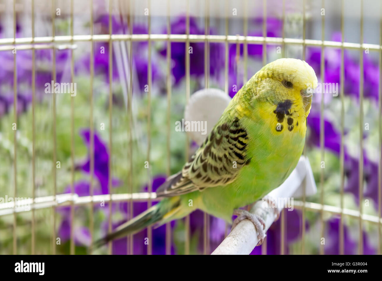 Grüne wellenförmiger Papagei sitzt in einem Käfig. Stockfoto
