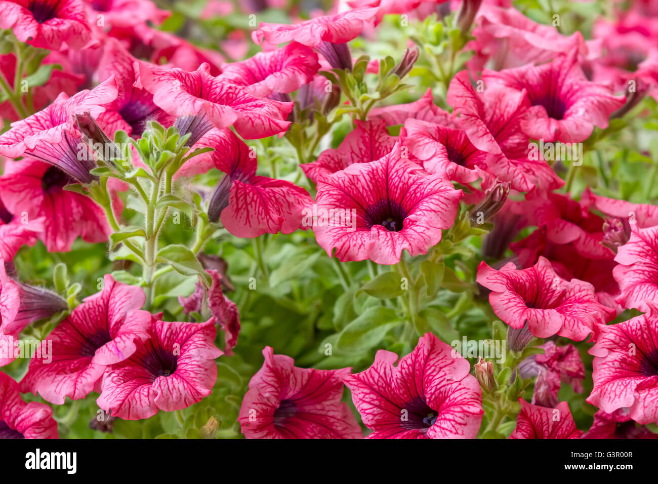 Rote und rosa surfinia petunia surfinia Fotos und Bildmaterial in