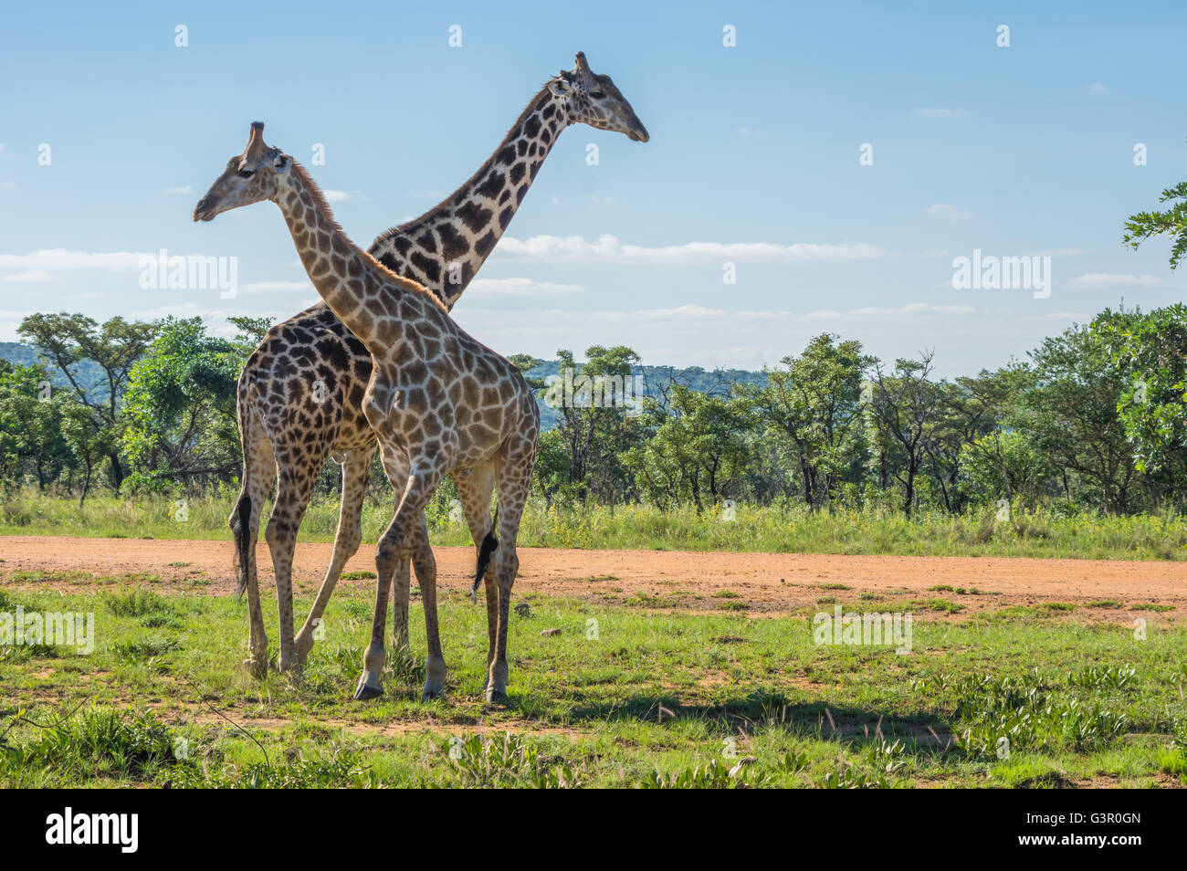 Giraffe unterrichten ihre Nachkommen in Welgevonden Game Reserve in Südafrika kämpfen Stockfoto