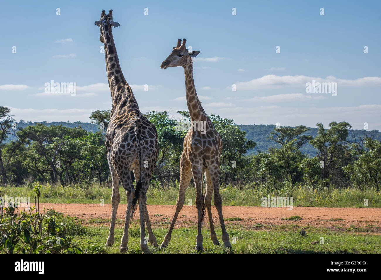 Giraffe unterrichten ihre Nachkommen in Welgevonden Game Reserve in Südafrika kämpfen Stockfoto