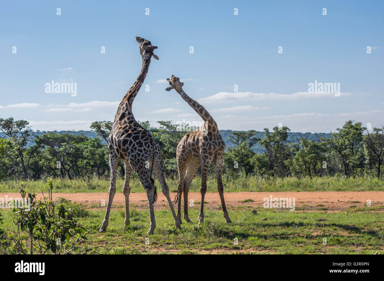 Giraffe unterrichten ihre Nachkommen in Welgevonden Game Reserve in Südafrika kämpfen Stockfoto