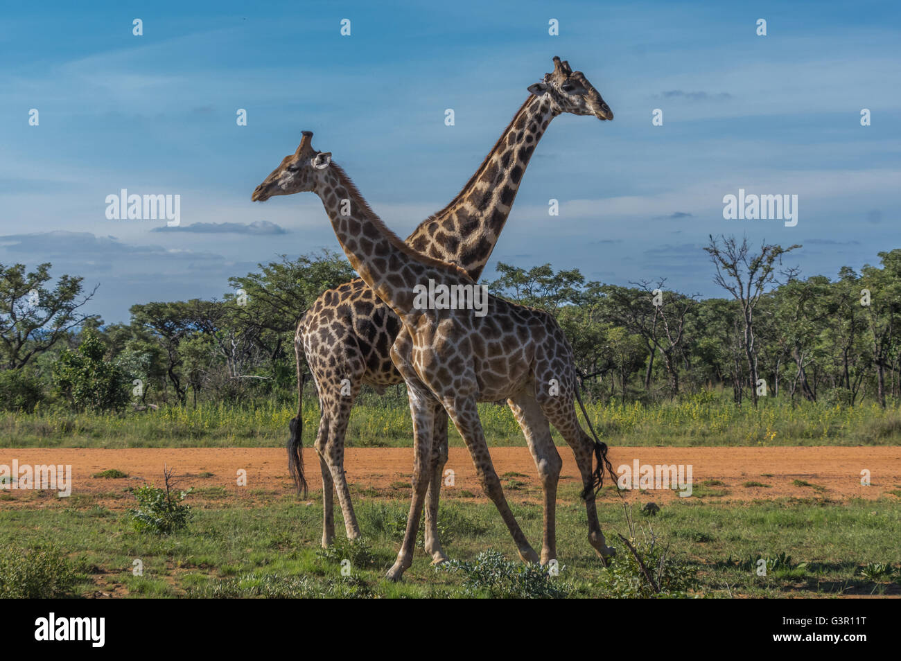 Giraffe unterrichten ihre Nachkommen in Welgevonden Game Reserve in Südafrika kämpfen Stockfoto