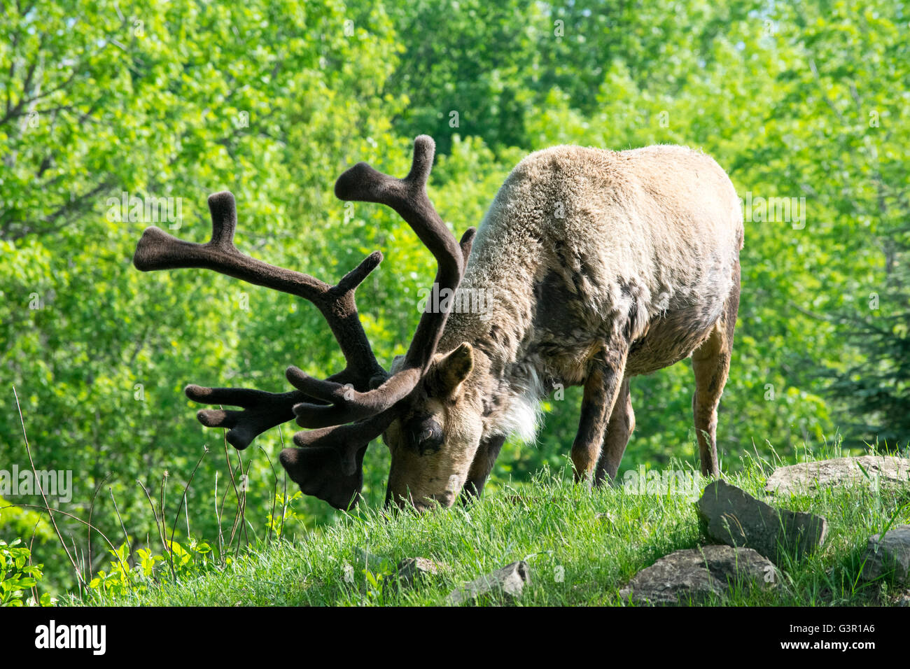 Ein männlicher Caribou im Ecomuseum, mit Geweih mit Samt überzogen. Stockfoto