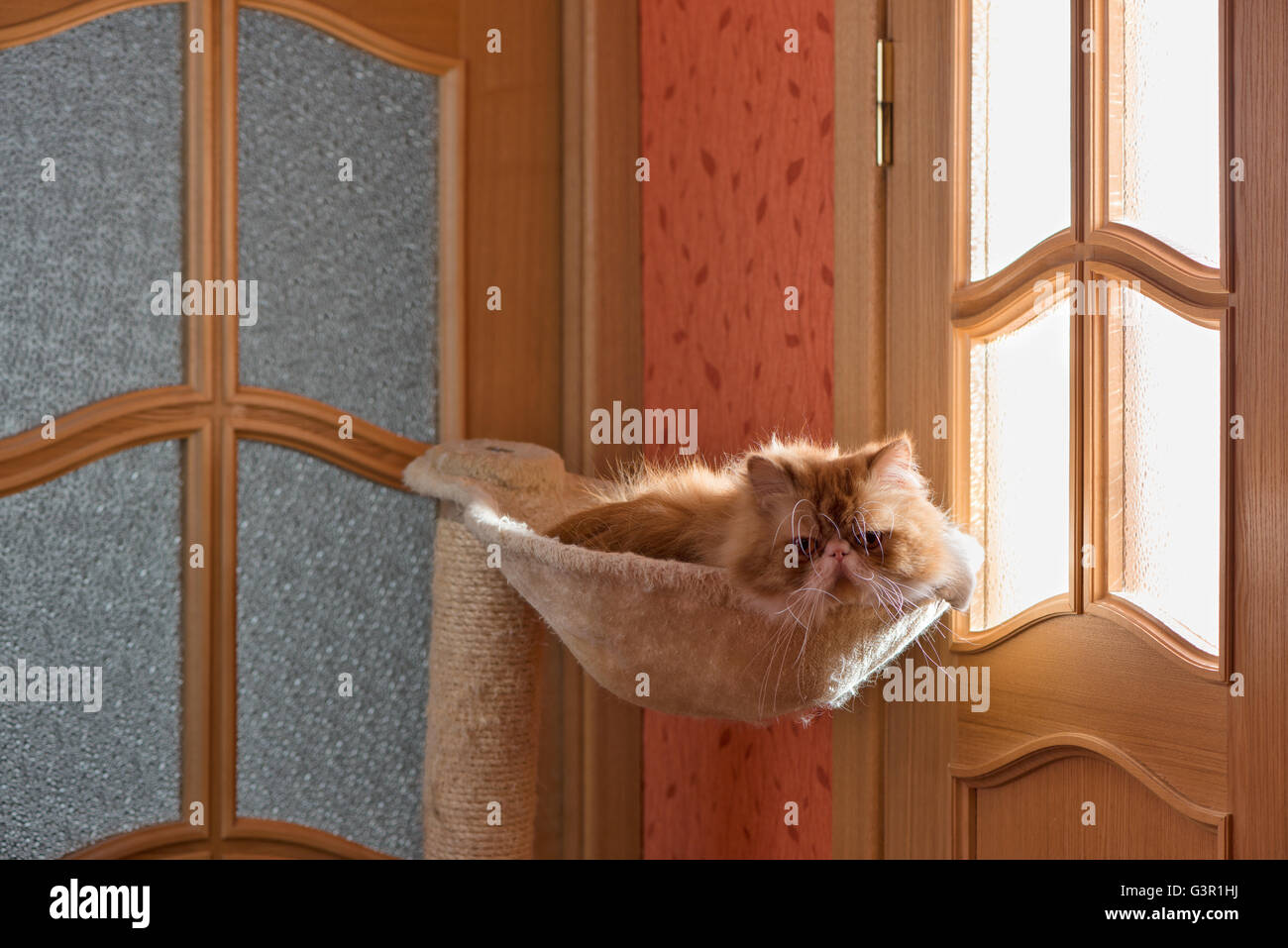 Die Perserkatze rot mit weißer Farbe sitzt in einer Hängematte und aufmerksam schaut Stockfoto