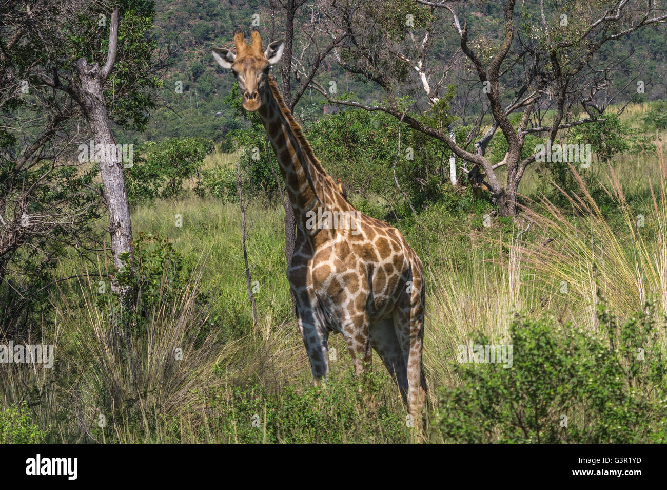 Giraffe Beweidung in Welgevonden Game Reserve in Südafrika Stockfoto