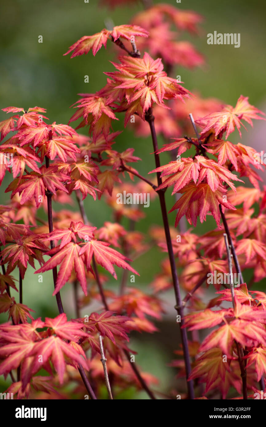 Rote Blätter Stockfoto